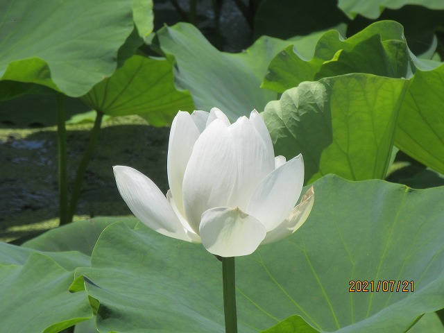 水を張ったレンコン畑に白い花 ラパンハウス